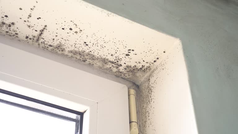 Why You Should Choose Our Mold Remediation Services in Lake Lotawana, MO